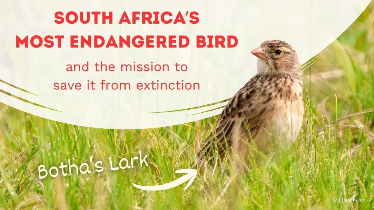 Saving Botha's Lark — Documentary by Tread Films